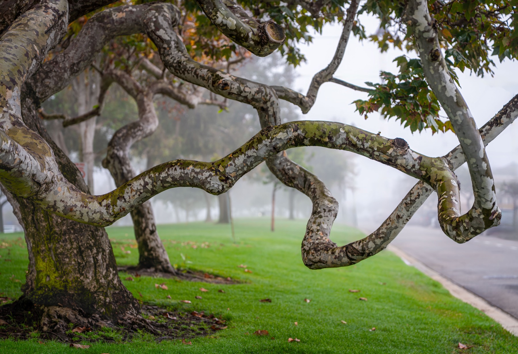 Tree-lined Seal Beach neighborhood scene on a foggy day