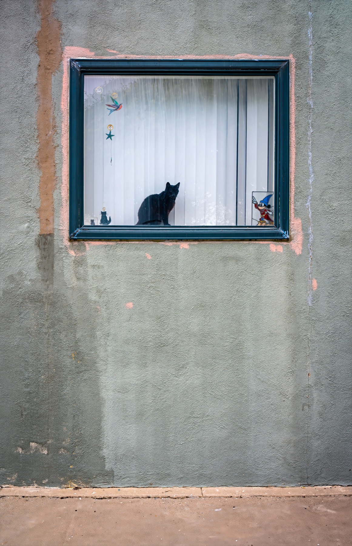 Cat sitting in a window in a Seal Beach neighborhood